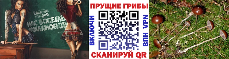 Галлюциногенные грибы прущие грибы  купить наркотики цена  blacksprut   Котовск 